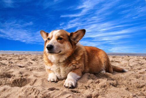 corgi on sandy beach